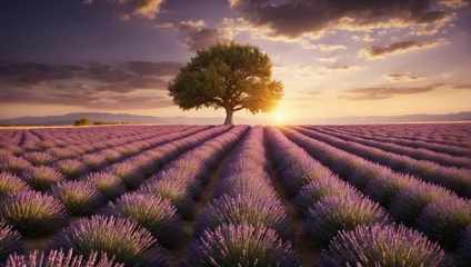 Gordijnen lavender field at sunset © Sheikh
