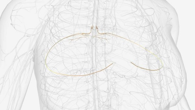 T3, T4, T5 are largely responsible for supplying the chest and the upper organs of the thoracic cavity .