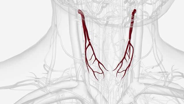 The superior thyroid artery is the first branch of the external carotid artery that supplies the thyroid gland,