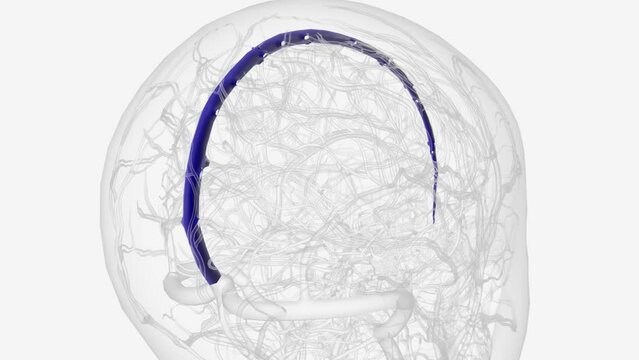 The superior sagittal sinus is one of several endothelial-lined spaces in the brain known collectively as the dural venous sinuses .