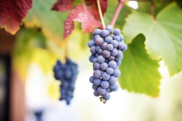 Fototapeta premium closeup of cabernet sauvignon grapes on vine