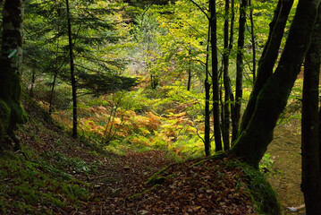 Irati forest the second largest beech-fir forest in Europe Navarre, Spain