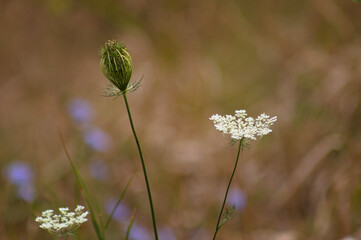 Closeup of wild carrot bud and flowers with blurred background