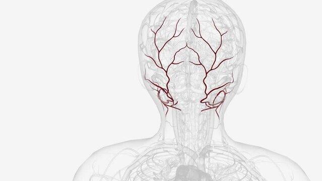 The occipital artery arises in the neck anterior to the mastoid protuberance from the posterior aspect of the carotid .