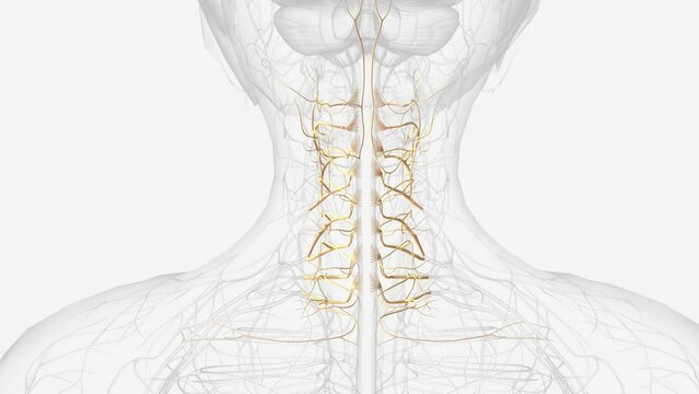 The cervical spinal nerves, sometimes called nerve rootlets, exit the spinal canal through the neuroforamen in pairs .