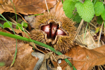 Naklejka na ściany i meble Close-up of an open hedgehog with chestnuts inside, autumn in the forests of Spain.
