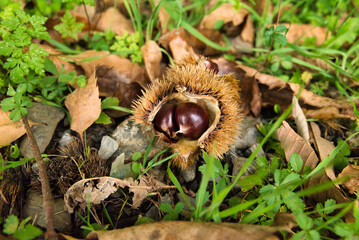 Close-up of an open hedgehog with chestnuts inside, autumn in the forests of Spain.
