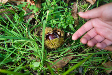 Girl with chestnuts in her hands, freshly collected on the ground. Free chestnuts.