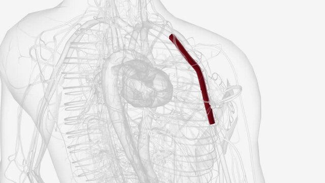 the axillary artery is a large blood vessel that conveys oxygenated blood to the lateral aspect of the thorax, the axilla (armpit) and the upper limb