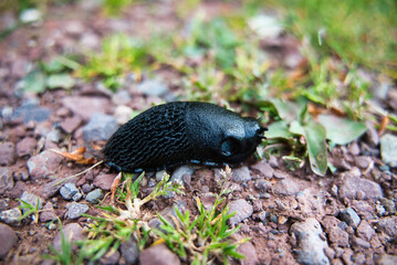 The common slug (Arion ater) is a species of gastropod mollusk in the family Arionidae.