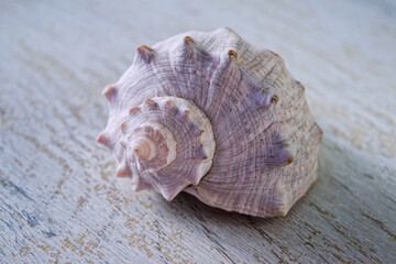Empty shell from rapana venosa against a light wood background.