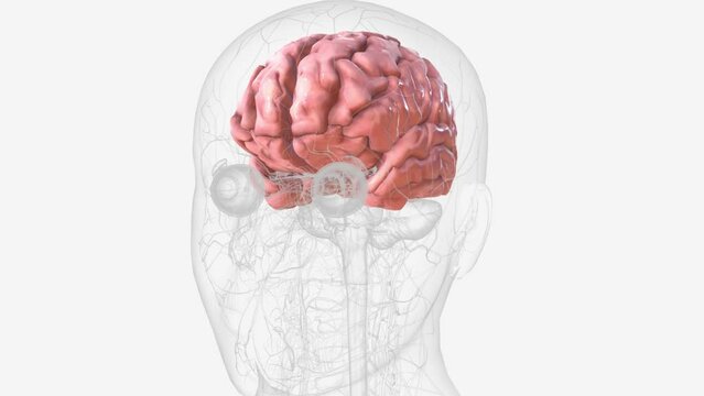 The cerebral cortex, also known as the cerebral mantle, is the outer layer of neural tissue of the cerebrum of the brain in humans and other mammals