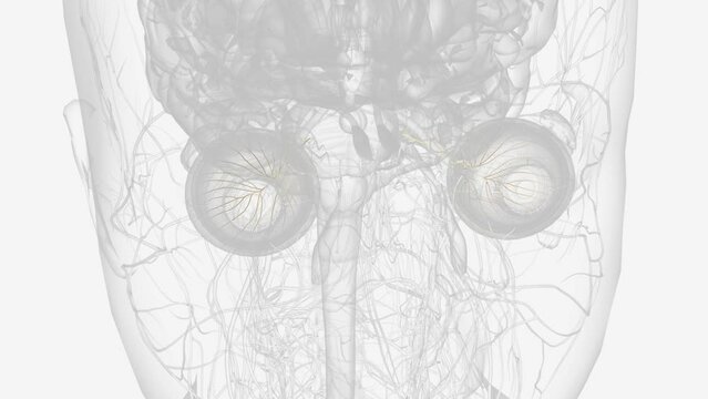 The ciliary ganglion is one of four parasympathetic ganglia in the head. It is located behind the eye. Nerve fibers leave the brain and enter the ganglia .