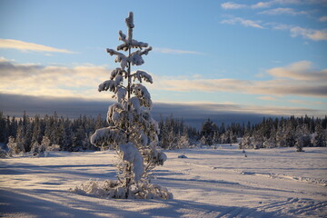 Winter scenery with trees in the nature reserve of Bymarka, Trondheim, Norway