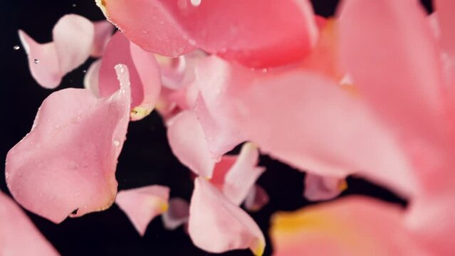 Super Slow Motion of Falling Rose Petals on Black Background. Camera Placed on High Speed Cine bot, Rotating Around. Filmed on High Speed Cinema Camera, 1000 fps.