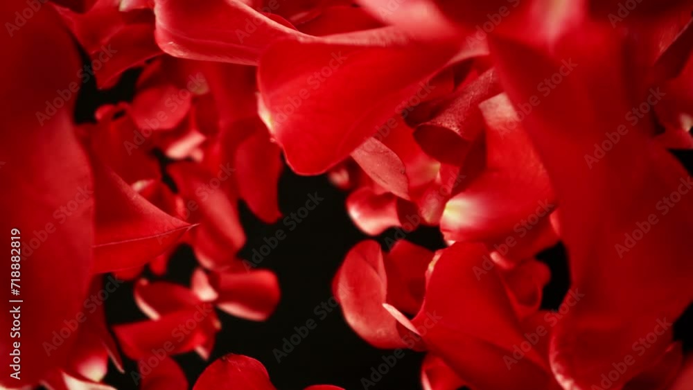 Poster super slow motion of falling rose petals on black background. camera placed on high speed cine bot, 