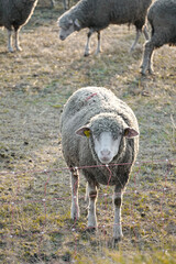 Obraz premium Close up sheep grazing in a field at sunset.