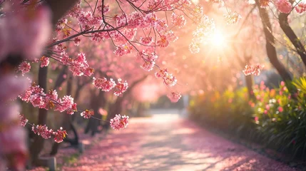 Tuinposter Sakura, Cherry blossoms flower, Garden walkway with beautiful pink sakura full blooming branch tree background with sunny day in spring season © INK ART BACKGROUND