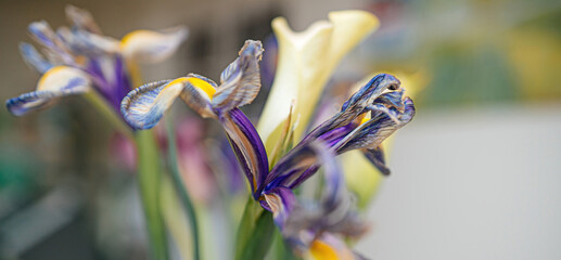 A close-up view of a dried iris flower, its pure beauty preserved, with a defocused background that adds to the allure of this springtime bloom