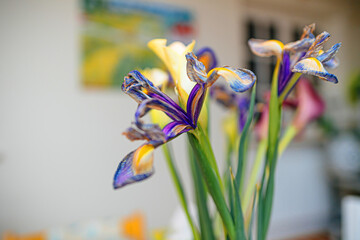 A mesmerizing macro close-up of a dried iris flower, showcasing its enduring beauty against a soft, defocused background, evoking the essence of spring