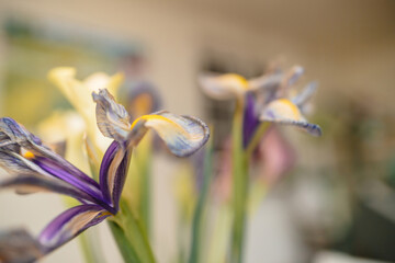 A captivating macro view of a dried iris flower, its enduring beauty set against a soft background, encapsulating the essence of spring with its botanical charm and petal elegance