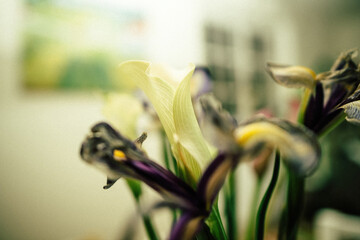 An image of a dried iris flower with a subtle green tint, highlighting its botanical beauty and charm in a unique and artistic composition