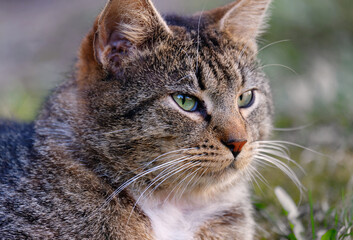 Portrait of a grey cat
Portrait of a grey cat

c