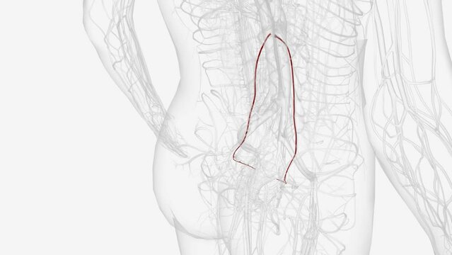 The ovarian artery arises anterolaterally from the aorta just inferior to the renal arteries and superior to the inferior mesenteric artery