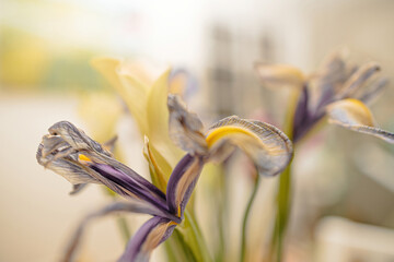 An enchanting image of a dried iris flower with a mystical green tint, radiating botanical beauty and captivating viewers with its magical allure