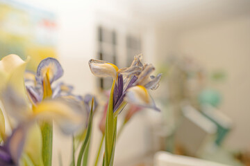 A dried iris flower elegantly arranged in a vase, set against a defocused room background, adding a touch of timeless beauty to the ambiance