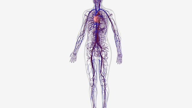The cardiovascular system consists of the heart, arteries, veins, and capillaries.