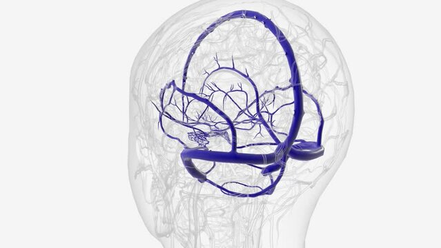 Venous sinuses of brain 3d medical