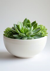 A stark white setting featuring an 'Aeonium arboreum', its deep green, waxy leaves branching out from a minimalist white ceramic bowl, emphasizing the plant's rosette patterns.