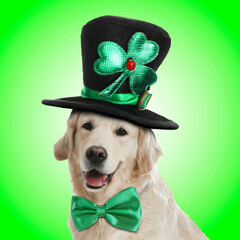 St. Patrick's day celebration. Cute Golden Retriever dog with leprechaun hat and bow tie on green...