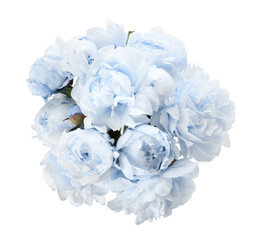 Beautiful light blue peonies on white background