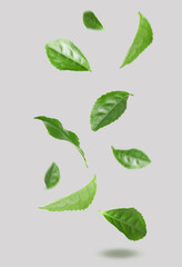 Fresh green tea leaves falling on light grey background