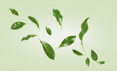 Fresh green tea leaves falling on color gradient background, banner design