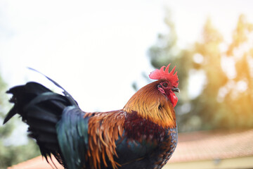 Free-ranging red-crested free-ranging chicken