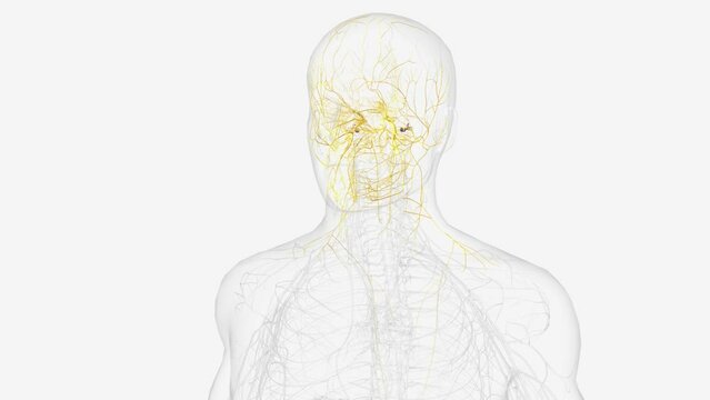 The cranial nerves are 12 pairs of nerves that can be seen on the ventral (bottom) surface of the brain .