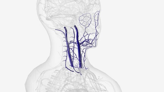 Tributaries of internal jugular vein .