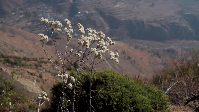 Ageratum conyzoides commonly know as billy goat-weed plant with white flowers and leaves. Uttarakhand India.