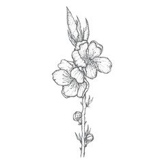 Peach branch with flowers and buds Vector illustration, sketch in dotwork style, isolated on a white background, graphic, tattoo style, vintage