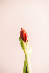 A stunning single red amaryllis sits gracefully in a clear vase, adorning a table with its vibrant color