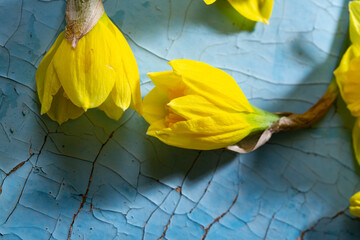 Top view of yellow spring narcissus flowers