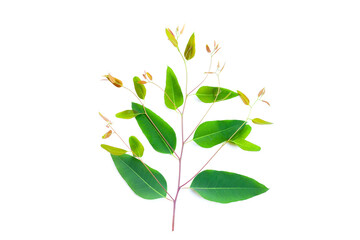 Eucalyptus leaves on white background.