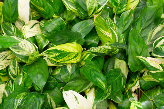 Stachyphrynium repens variegata plant in the garden