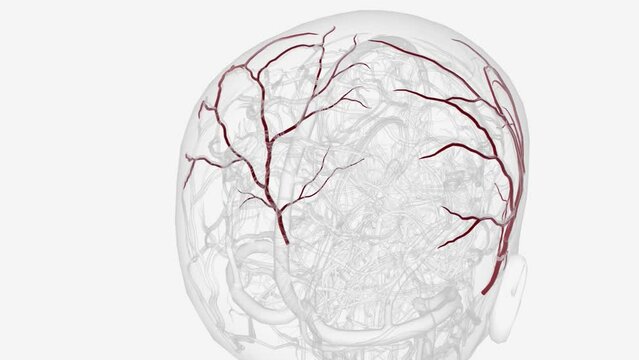 The superficial temporal artery is a terminal branch of your external carotid artery, which is in your neck .