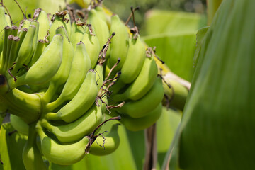 Bunch of fresh green bananas hanging from a banana tree