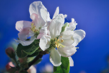 Blossoming Apple Tree - Spring - Springtime - Background - Blossom - Beautiful - Nature - Fr&uuml;hling