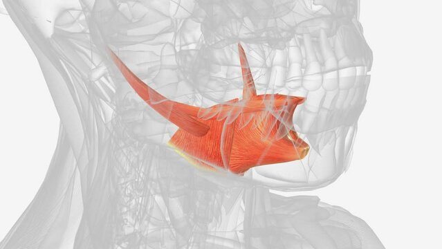he extrinsic muscles of the tongue are a group of 4 muscles of the tongue .